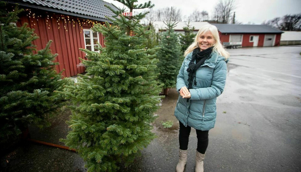 – Juletrær kan du også i år kjøpe fra vippsebua på Stauslandstunet gård, sier Bodil Try.
