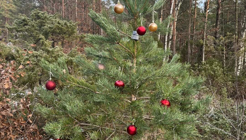 Juletreorientering rundt Grundetjønn i regi Svarttjønnheia Velforening