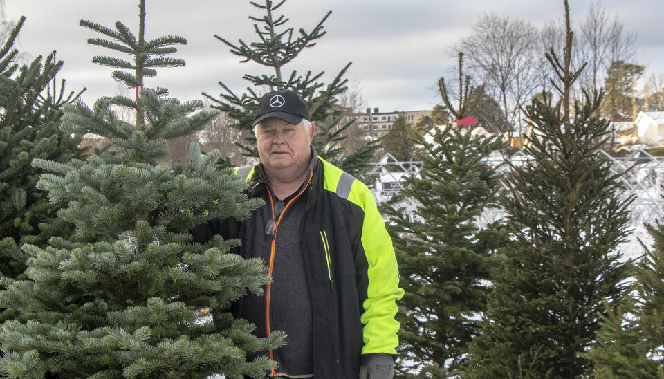 – I dag er trærne klippet og stelt i mange år før de blir solgt som juletrær, sier Helge Pettersen som for 50. gang selger juletrær i Søgne og Kristiansand.