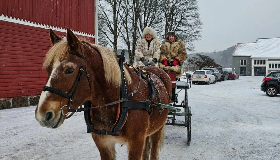 Aina Berges hest Farmen Emil og hestepasser Anette Petersen er ute på et julemarkedoppdrag. Kanskje ble ekvipasjen i største laget for å bli fotografert inne i julekula?
