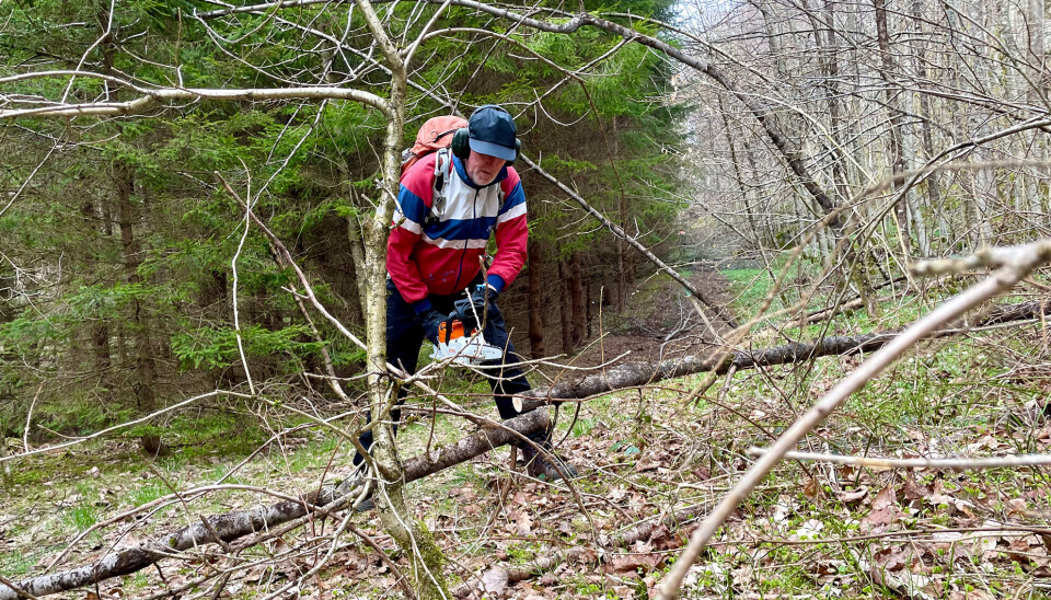 Dugnadssjef Øystein Dybesland i aksjon med motorsaga.