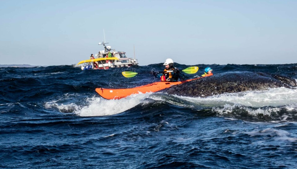 Et medlem av bølgepadlerklubben med Søgne Dykkerklubbs «Snorkel III» i bakgrunnen.