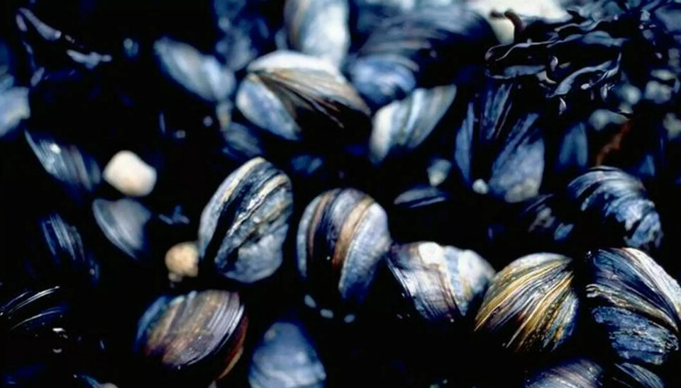 – Ikke spis selvplukkede blåskjell