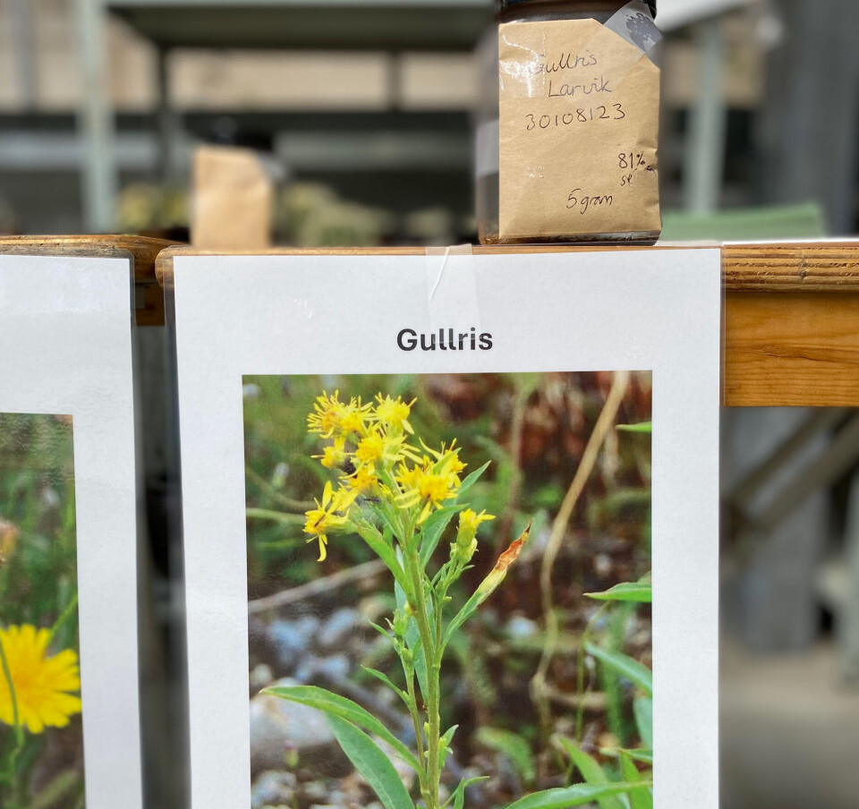 Slåttemarker i forfall