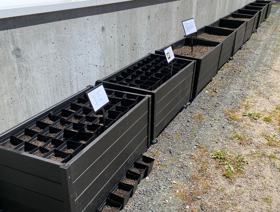 Alle 10 kassene skal fylles med norske blomsterarter. Her er prestekrage og ryllik.