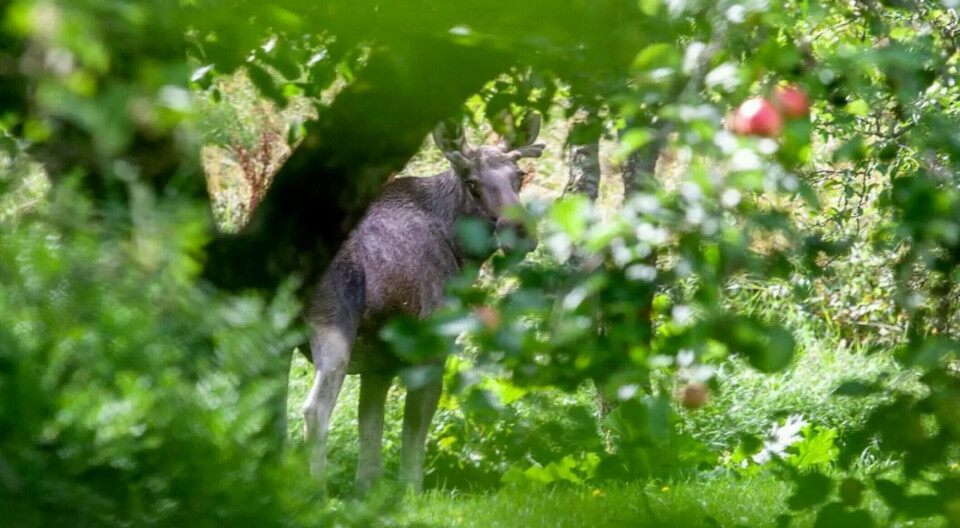 – Skal finne ut hvorfor elgkalver blir syke og dør gjennom prosjektet Elgkalven