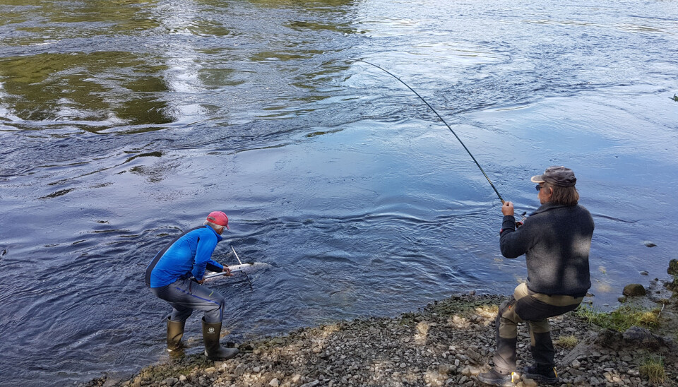 Laksefiske i Nidelva i Trondheim.