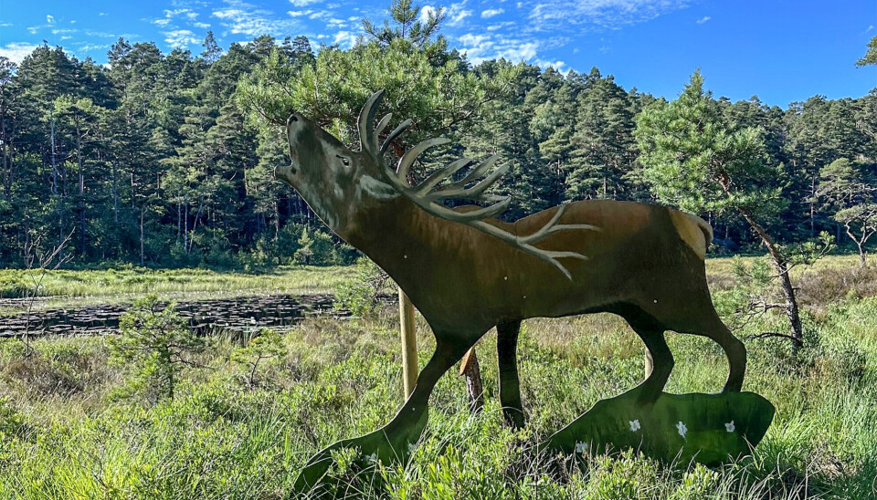 «Dyr i skogen»