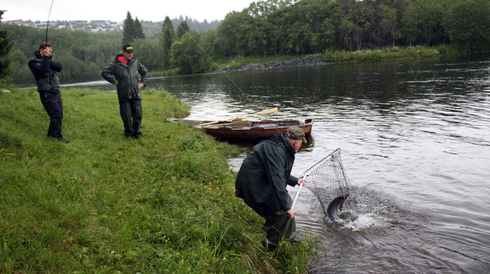 Foreløpig vurdering av lakseinnsiget klar