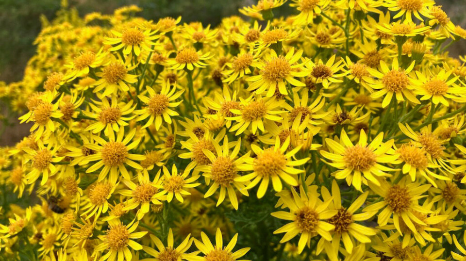 «Dra opp denne planten - landøyda!»