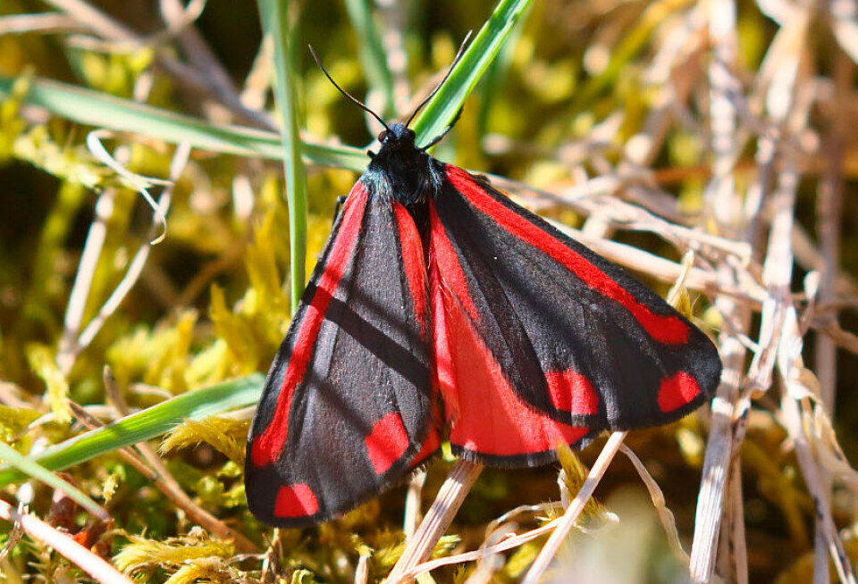 Landøyda: – Håper han ikke vil utrydde denne planten