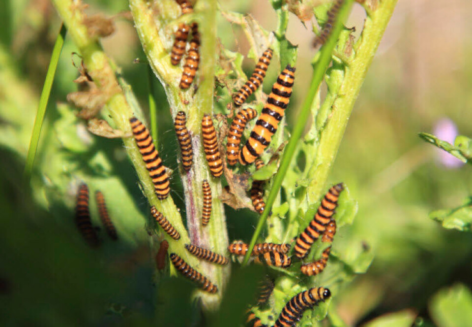 Landøyda: – Håper han ikke vil utrydde denne planten
