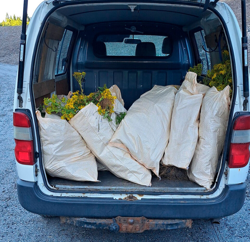 Planten til besvær!