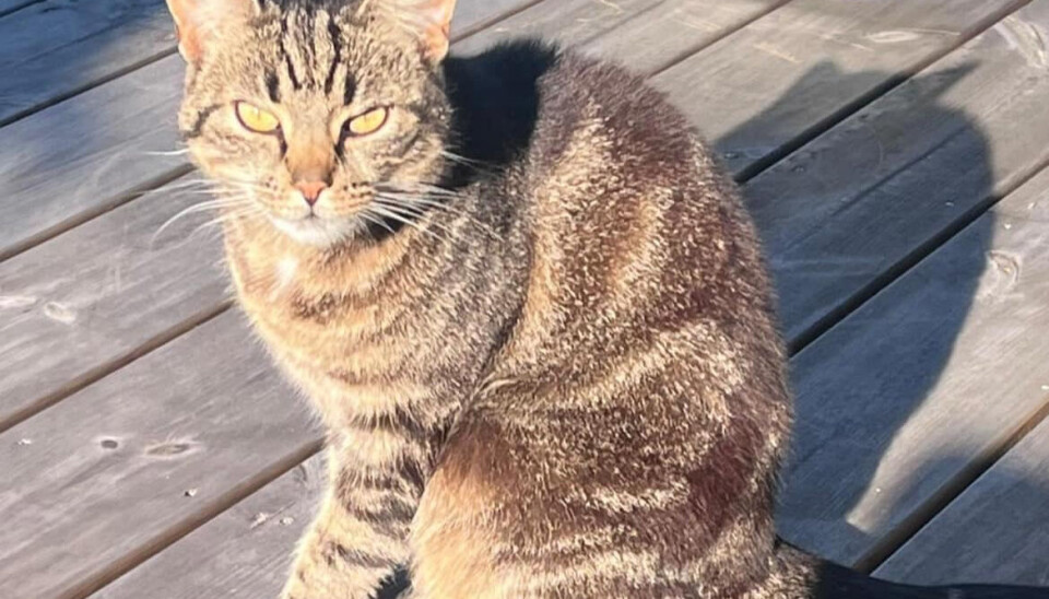 Katten Nala.