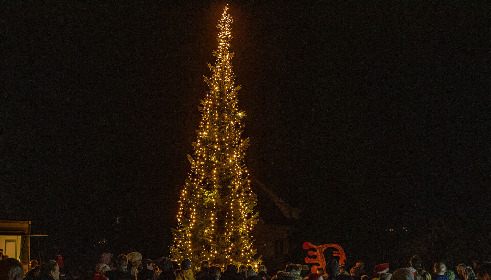 Årets julegran på Nodeland