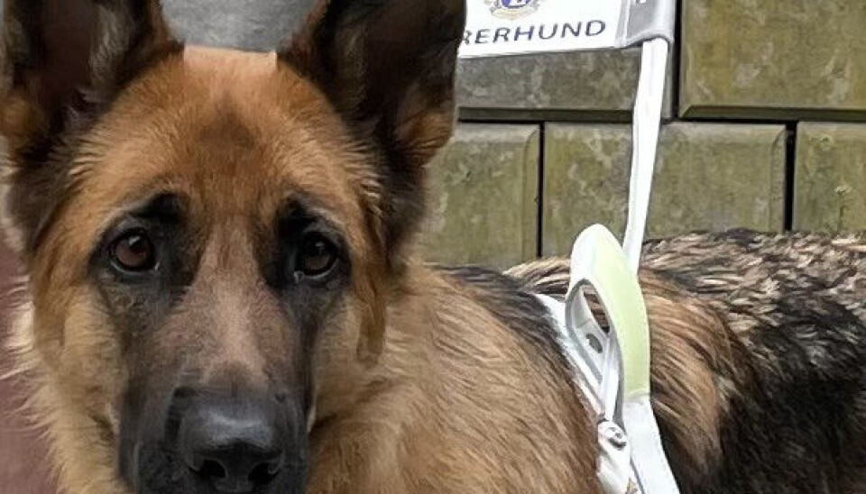 Inviterer til åpent møte om førerhund