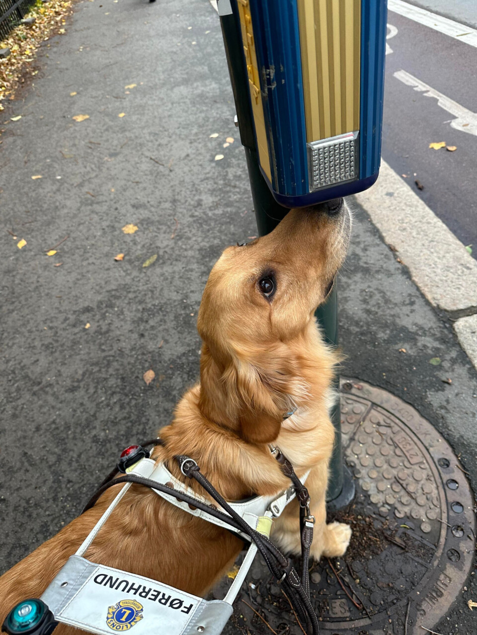 Inviterer til åpent møte om førerhund