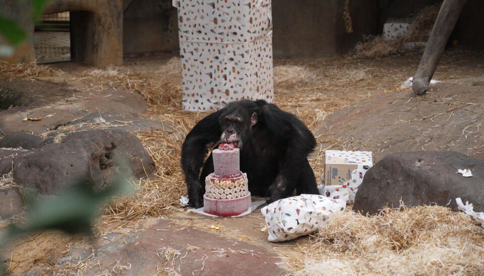 Rolf-Arne har utviklet et godt forhold til Julius etter 20 år som sjimpansens veterinær. Her fra Julius sin 45-årsdag andre juledag.