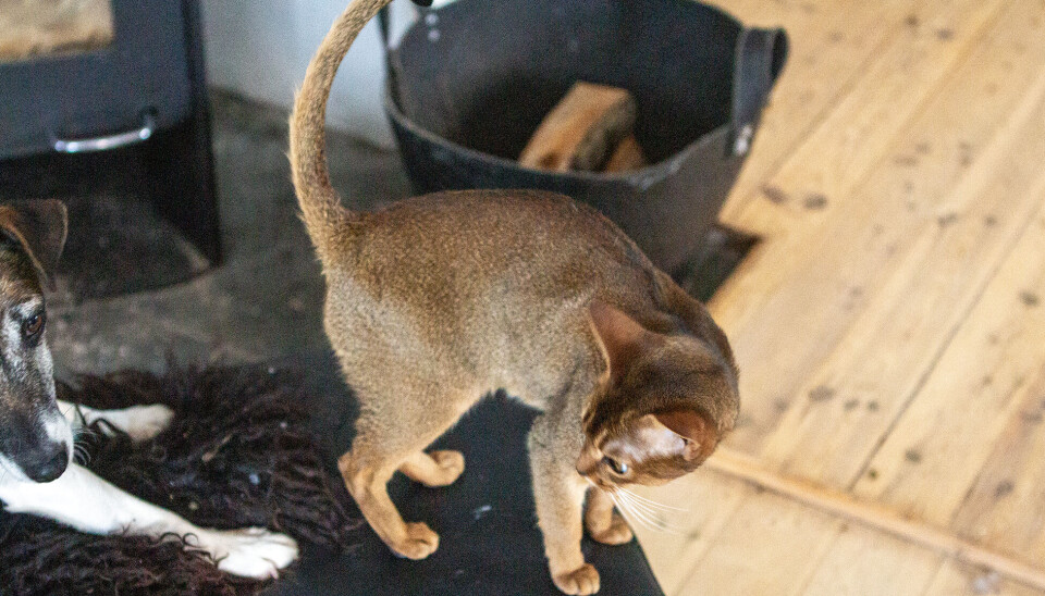 Katten Agnes er kjent fra årets utgave av Farmen Kjendis. Til daglig holder den til hjemme hos Ann Kristin