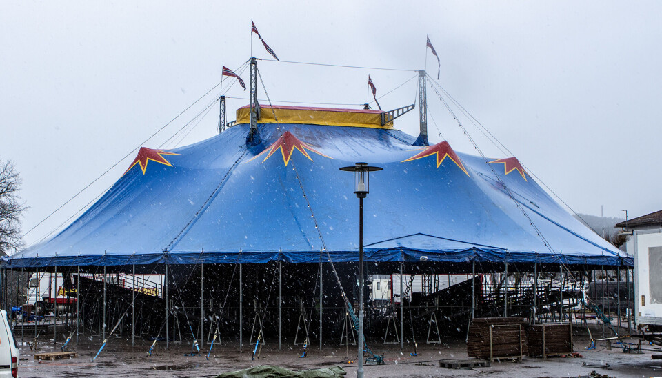 Tirsdag rigges det klart for helgens sesongpremiere med Cirkus Arnardo.