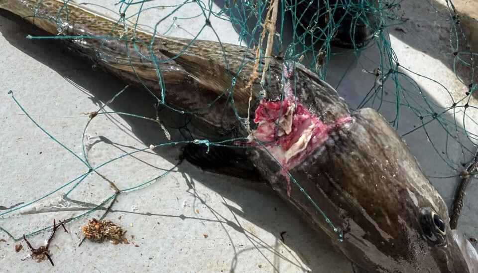 Hvem fortjener kommunens Miljøpris i 2025? Nå kan du sende inn ditt forslag