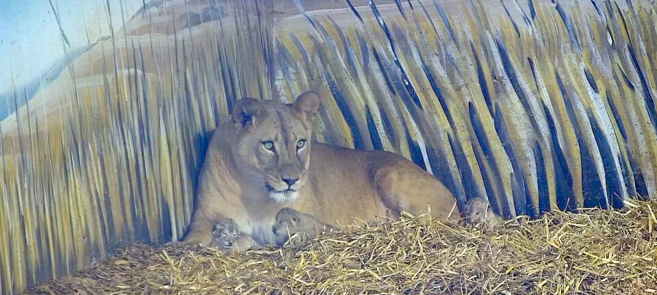 Løveunger født i Dyreparken