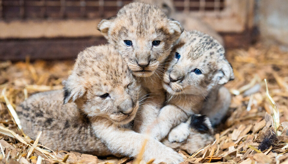Se fersk video av de nyfødte løveungene: – Alt står bra til