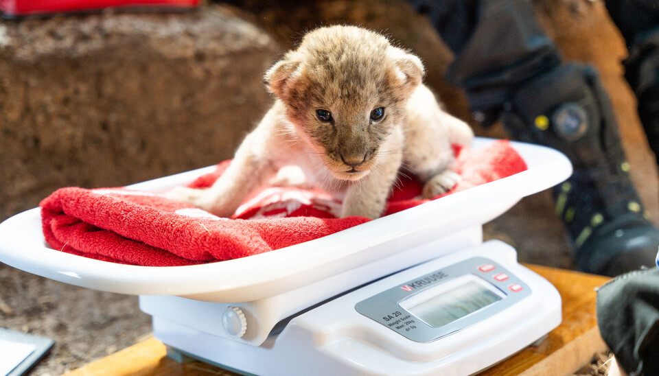 Alt står bra til med de nyfødte løveungene etter helsesjekken